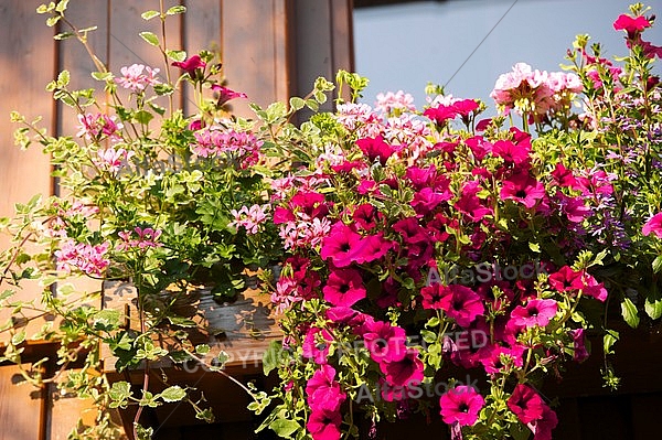 Spring, flowers, plants, background