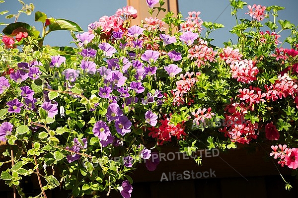 Spring, flowers, plants, background