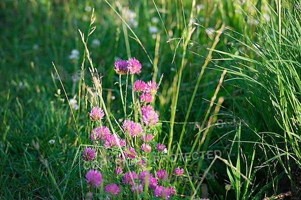 Spring, flowers, plants, background