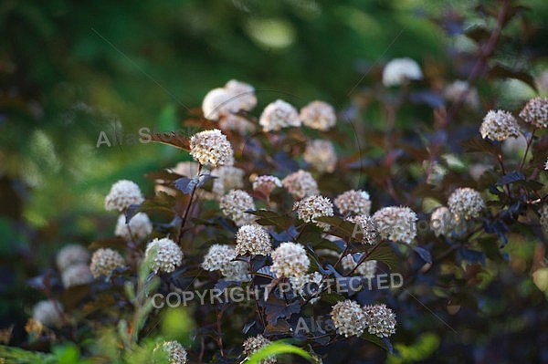 Spring, flowers, plants, background