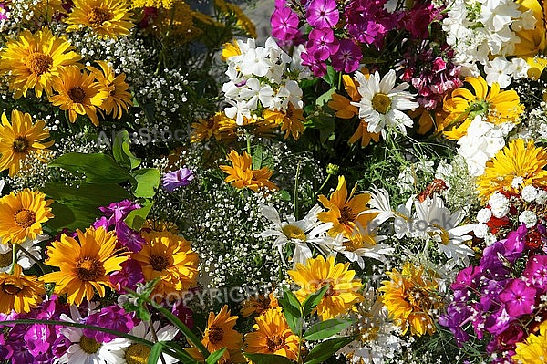 Spring, flowers, plants, background