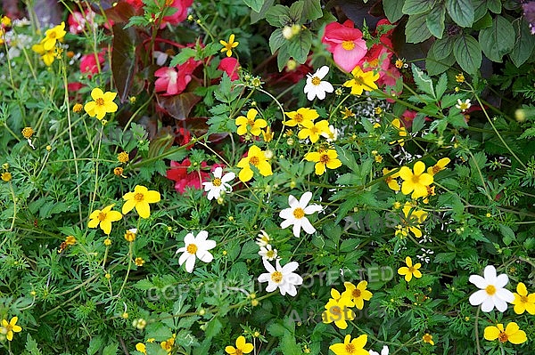 Spring, flowers, plants, background