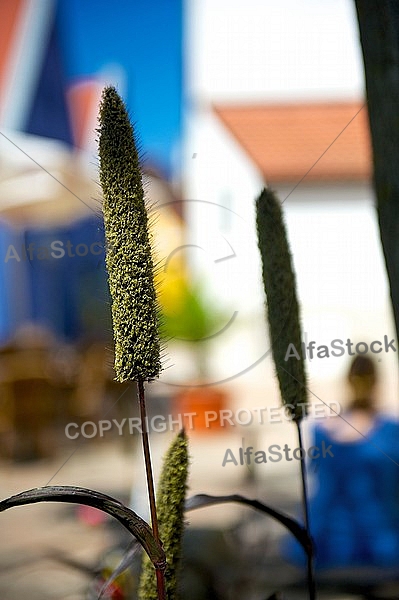 Spring, flowers, plants, background