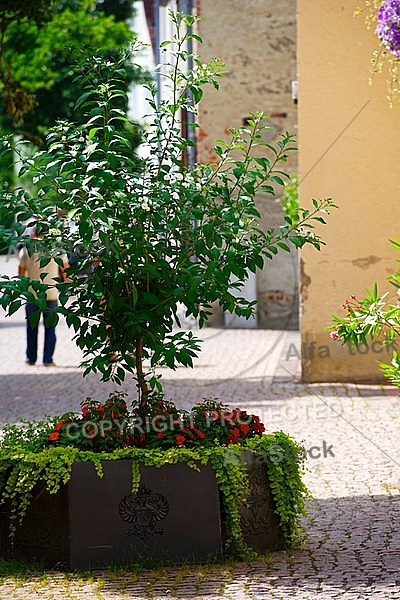 Spring, flowers, plants, background