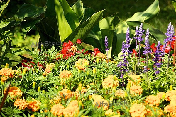 Spring, flowers, plants, background