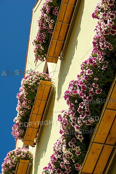 Spring, flowers, plants, background