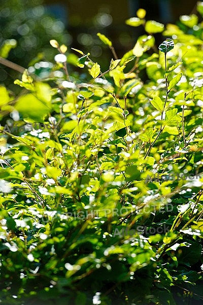 Spring, flowers, plants, background