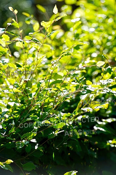 Spring, flowers, plants, background