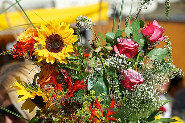 Spring, flowers, plants, background