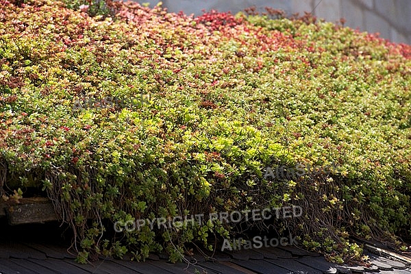 Spring, flowers, plants, background