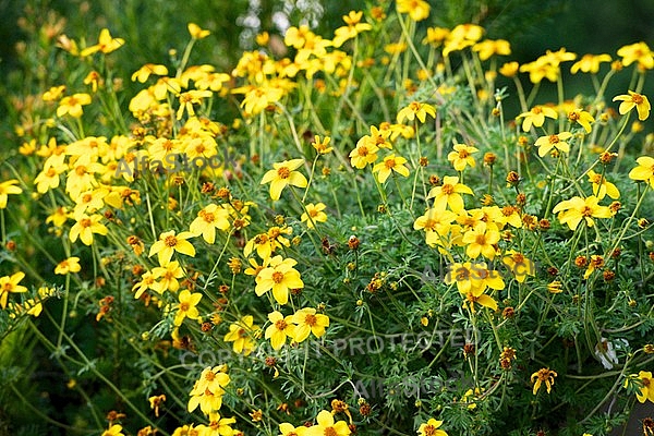 Spring, flowers, plants, background