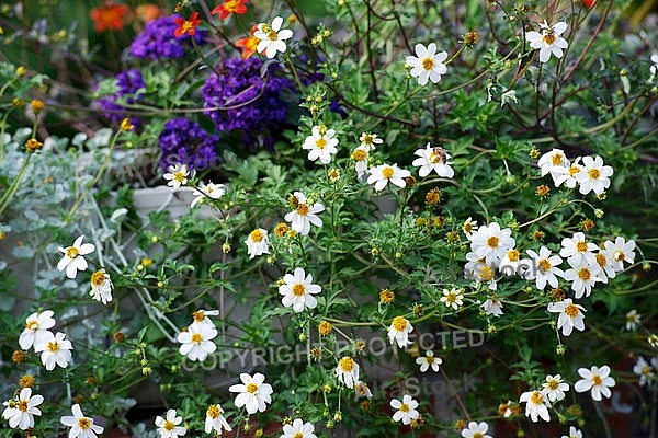 Spring, flowers, plants, background