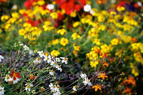 Spring, flowers, plants, background