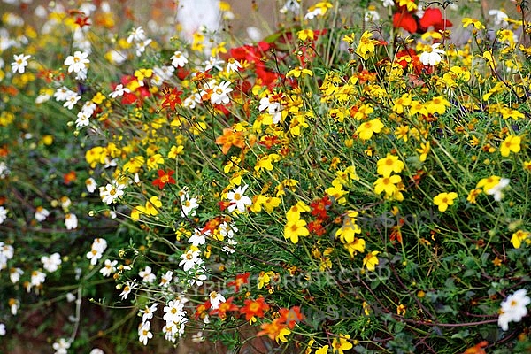 Spring, flowers, plants, background