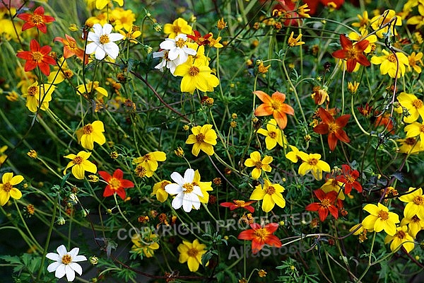 Spring, flowers, plants, background