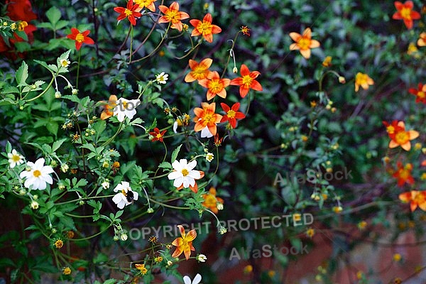 Spring, flowers, plants, background