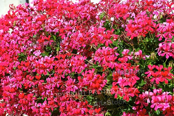 Spring, flowers, plants, background