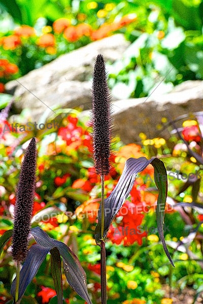 Spring, flowers, plants, background