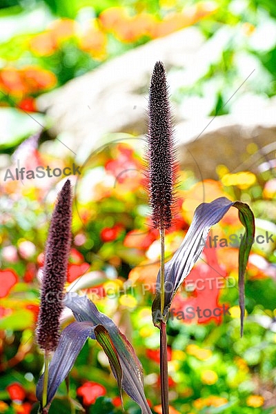 Spring, flowers, plants, background