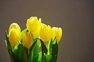 Spring, Tulip, Flower