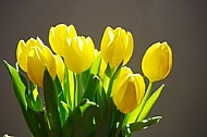 Spring, Tulip, Flower