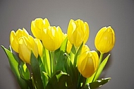 Spring, Tulip, Flower