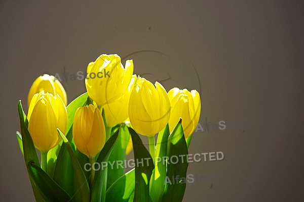 Spring, Tulip, Flower