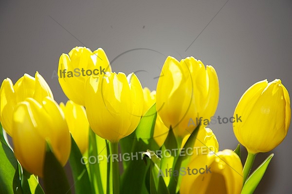 Spring, Tulip, Flower