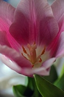 Spring Tulip