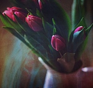 Spring tulips