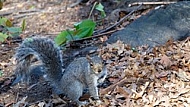 Squirrel in Central Park in New York City, United States