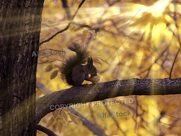 squirrel