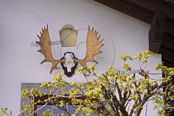 Stag wall decor