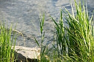 Stones, flowers, plants, Sunset at the Lake Hopfensee in Germany