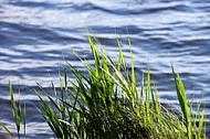 Stones, flowers, plants, Sunset at the Lake Hopfensee in Germany