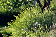 Stones, flowers, plants, Sunset at the Lake Hopfensee in Germany