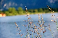 Stones, flowers, plants, Sunset at the Lake Hopfensee in Germany