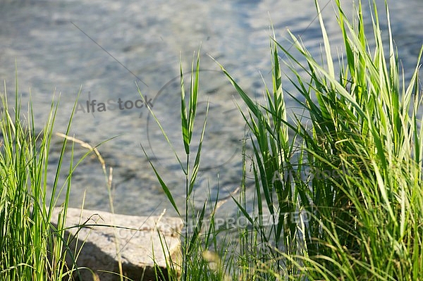 Stones, flowers, plants, Sunset at the Lake Hopfensee in Germany