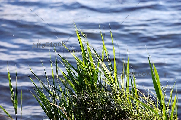 Stones, flowers, plants, Sunset at the Lake Hopfensee in Germany