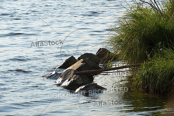 Stones, flowers, plants, Sunset at the Lake Hopfensee in Germany