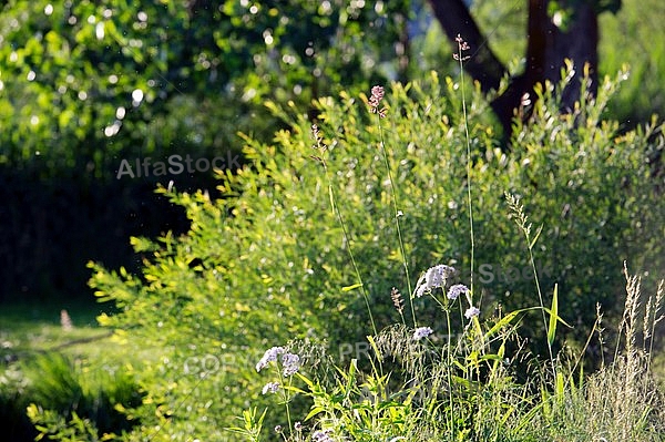 Stones, flowers, plants, Sunset at the Lake Hopfensee in Germany