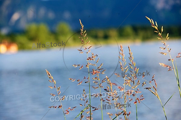 Stones, flowers, plants, Sunset at the Lake Hopfensee in Germany