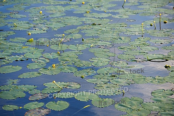 Stones, flowers, plants, Sunset at the Lake Hopfensee in Germany