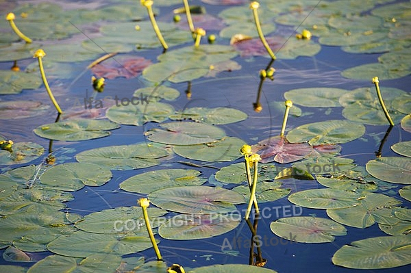 Stones, flowers, plants, Sunset at the Lake Hopfensee in Germany