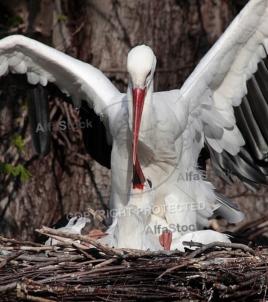 Storks