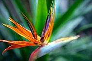 Strelitzia