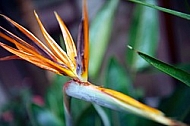 Strelitzia