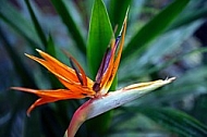 Strelitzia