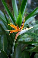 Strelitzia