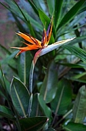 Strelitzia